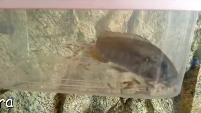 Astatotilapia Calliptera смотреть онлайн