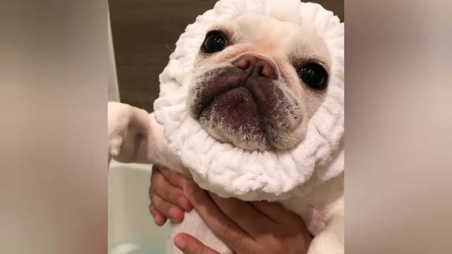 Funny and cute French Bulldogs / Забавные и милые Французские бульдоги смотреть онлайн