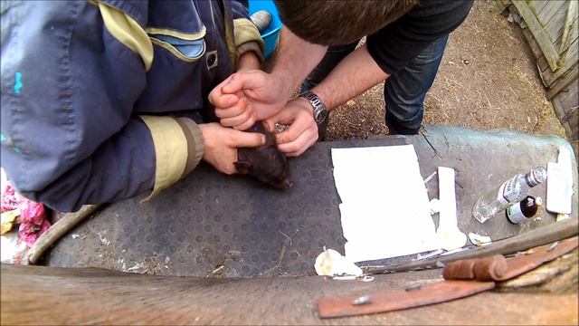 вьетнамские вислобрюхие свиньи потери и неоплод смотреть онлайн