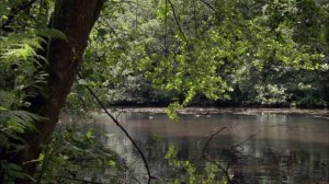 BBC: Планета Земля 10 серия «Сезонные леса» (сериал, 2006)