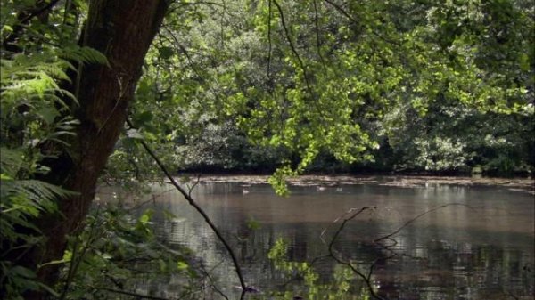 BBC: Планета Земля 10 серия «Сезонные леса» (сериал, 2006)