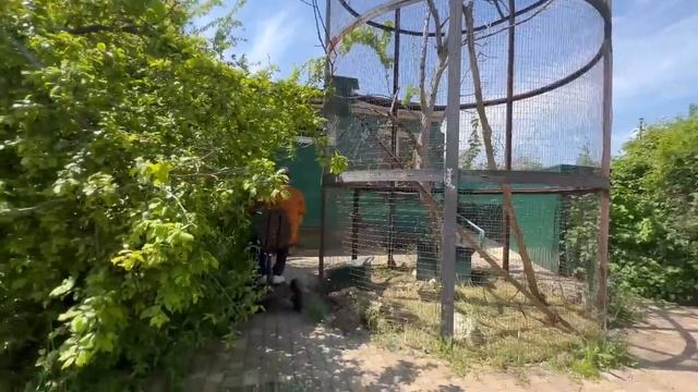 У нас сегодня ВЕЛИКОЕ ПЕРЕСЕЛЕНИЕ))) Люся идет гулять, а Жорик переезжает в новый вольер! смотреть онлайн