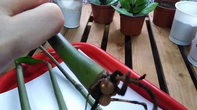 5-месяцев и спящие почки. Замиокулькас. смотреть онлайн