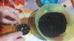 Зефирантес белый. сажаю.