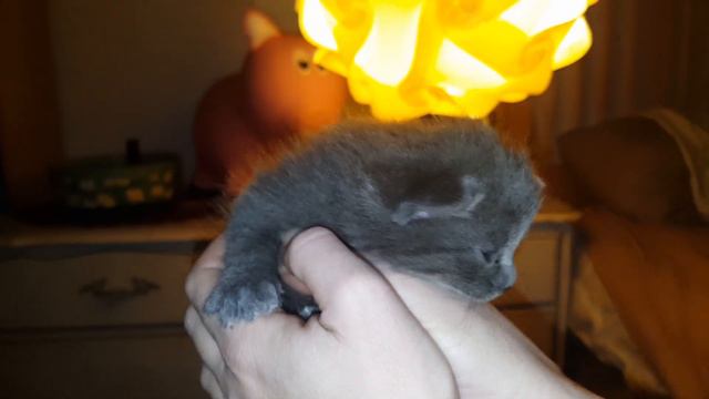 МАЛЕНьКИЕ КОТЯТА, СЕРЫЙ КОТЕНОК С ГОЛУБЫМИ ГЛАЗКАМИ, RUSSIAN BLUE KITTEN, RUSSIAN BLUE CAT смотреть онлайн