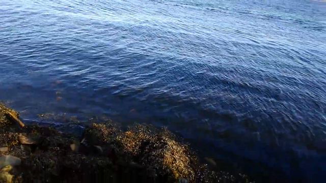 Скалы Абрам-мыс. Кольский залив. 8.07.2019. смотреть онлайн