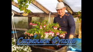 Сохраняем фуксию зимой! Несколько способов сохранять Фуксию!  Фуксия на штамбе.