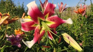 Лилия Leslie Woodriff