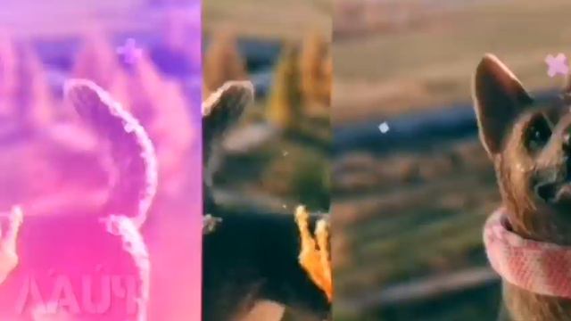 ✨Клип на заказ✨•Dogs Planet•🌺 смотреть онлайн