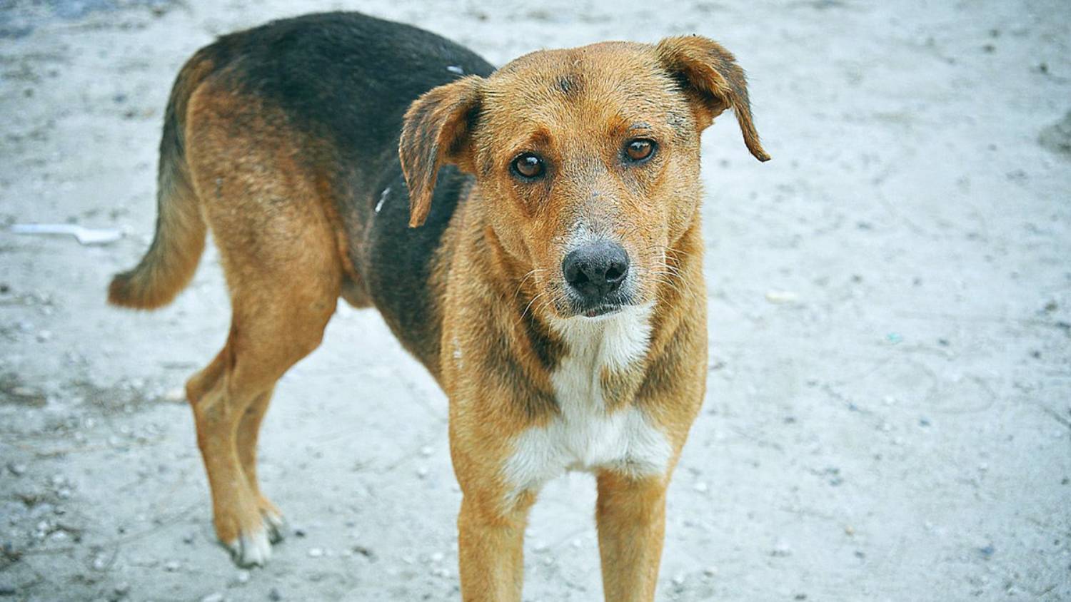 Эдельханов Макар Бездомный пёс смотреть онлайн