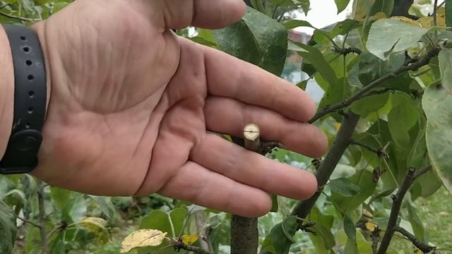 Прививка Яблони Осенью В Августе Прививка Груши На Яблоню смотреть онлайн