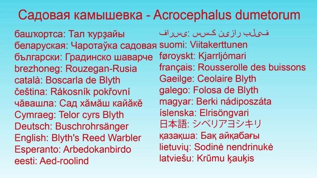 2 Птицы 50 видов певчих птиц в одном видео и примеры их голосов смотреть онлайн
