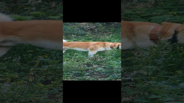 Акиты Граф и Тами