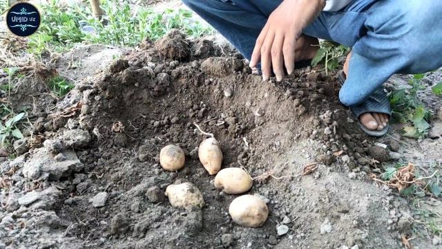 Sinovdagi KARTOSHKA Hosili kavlab olindi natijasi... смотреть онлайн