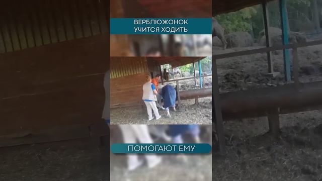 Верблюжонок учится ходить смотреть онлайн