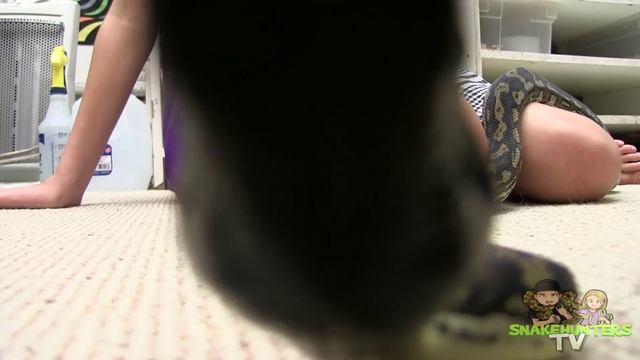 CARPET PYTHON : [KRiSTA's WiKi SHOW] смотреть онлайн