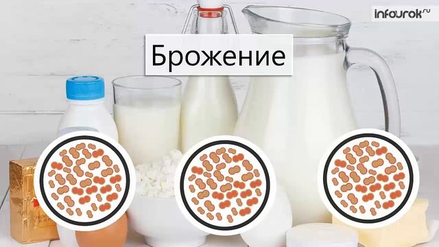 Роль бактерий в природе и жизни человека | Биология 6 класс #7 | Инфоурок смотреть онлайн