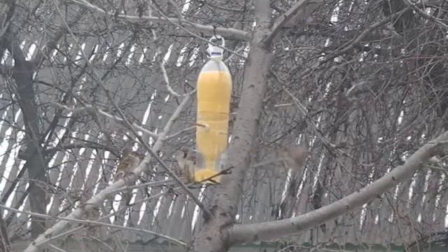 Покормите птиц зимой! смотреть онлайн