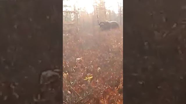 В Устьянье появился овцебык смотреть онлайн