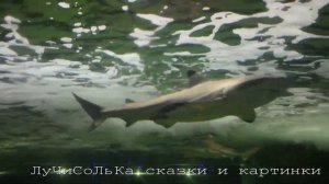 Акула в аквариуме