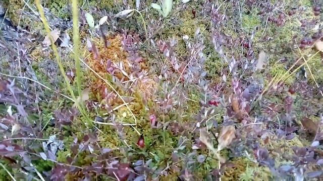 Самый лёгкий способ сбора клюквы смотреть онлайн