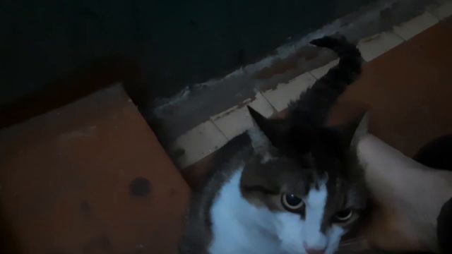 кошка в подъезде смотреть онлайн