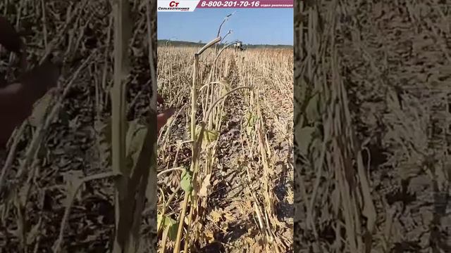 как убирает жатка Harvester. смотреть онлайн