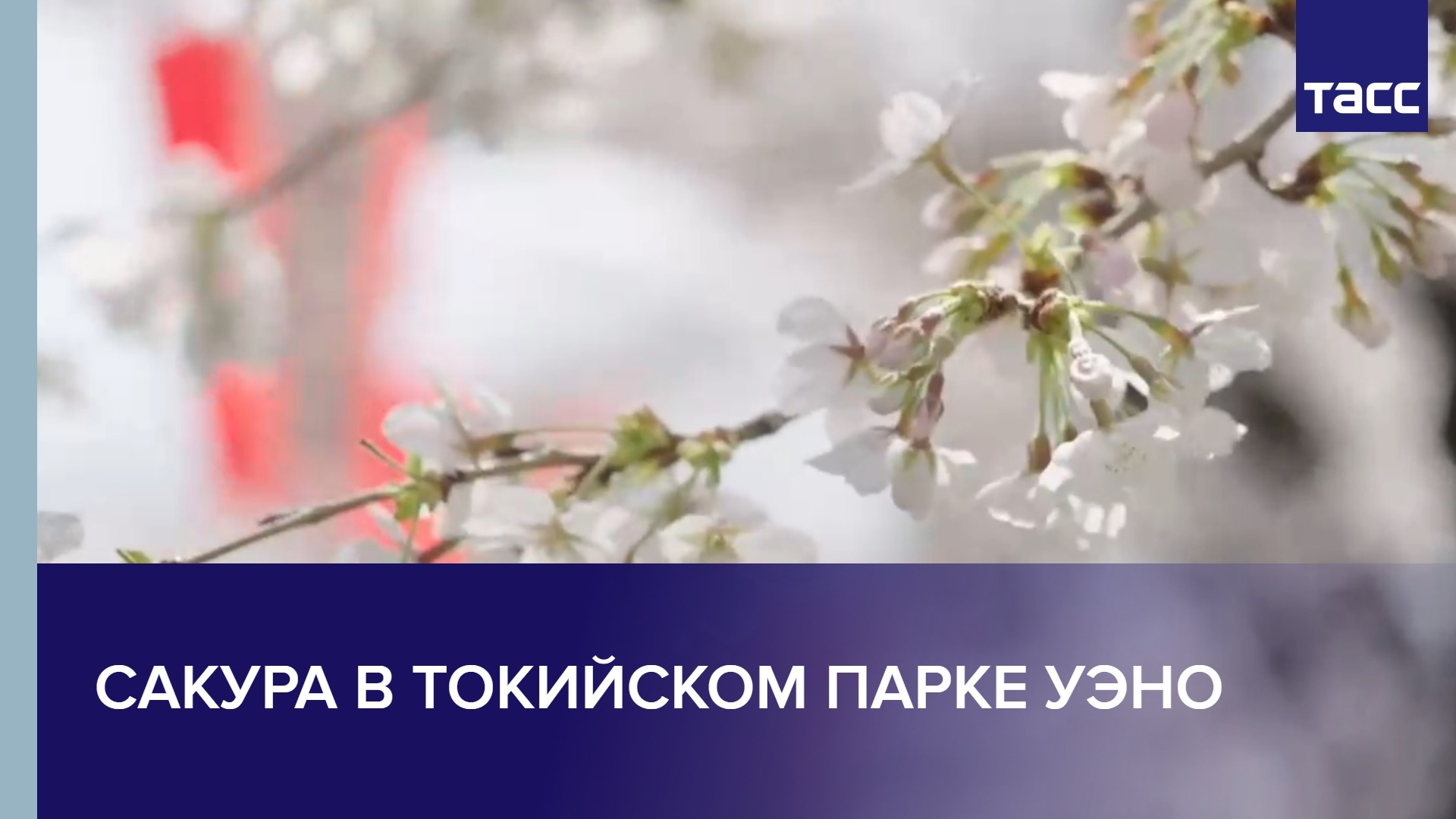 Цветение сакуры в токийском парке Уэно