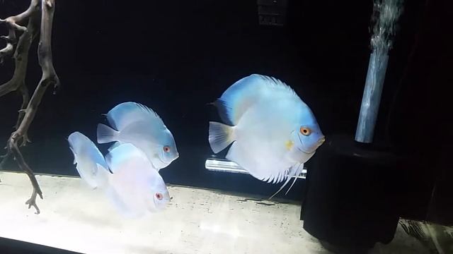Blue diamond discus in their new 135 home смотреть онлайн