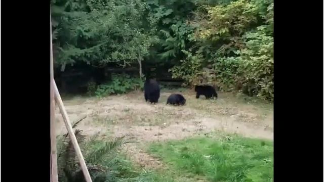 Житель Канады вежливо попросил медведей уйти с его двора и они согласились смотреть онлайн