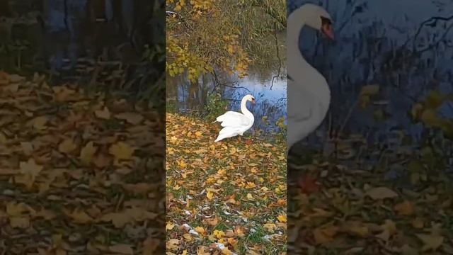 капель розы и лебеди