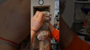 Как дать таблетки от глистов агрессивной кошке