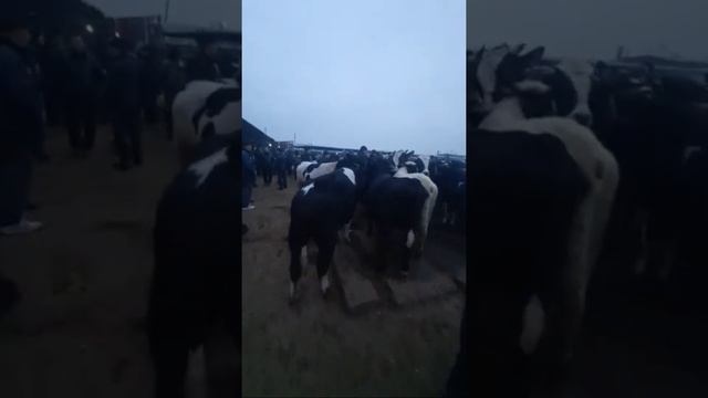 Рузи Якшанбе Молбозор Хучанд Эфир