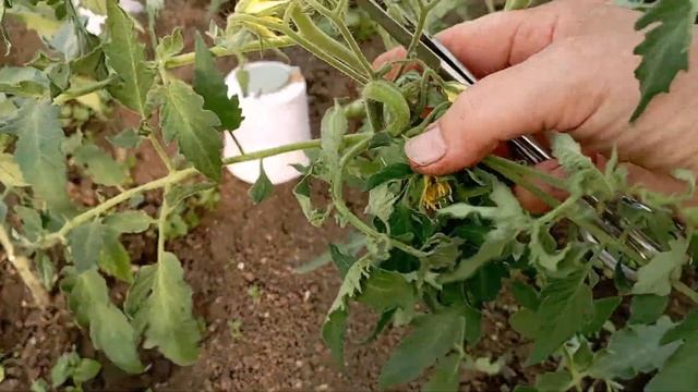 Привожу в порядок цветочную кисть томата смотреть онлайн