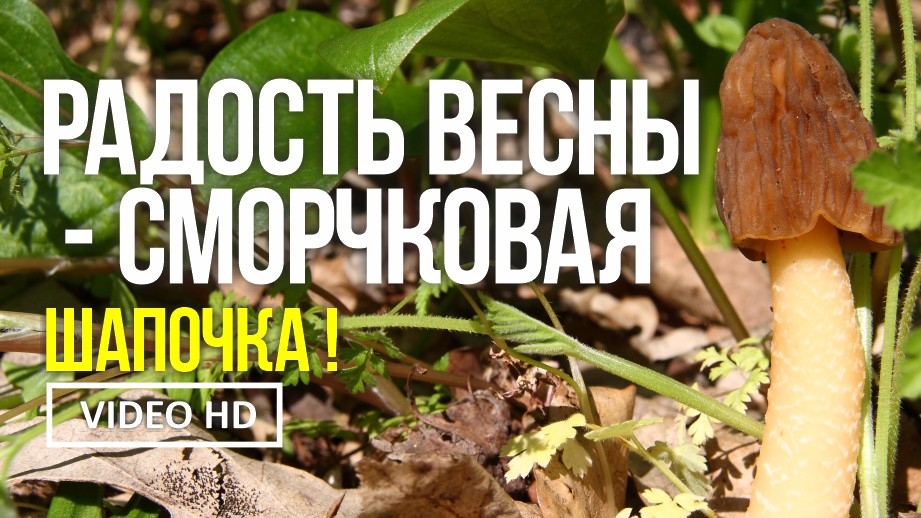 РАДОСТЬ ВЕСНЫ - СМОРЧКОВАЯ ШАПОЧКА 27 марта 2023 года. Сбор сморчковой шапочки ( Verpa bohemika ) смотреть онлайн