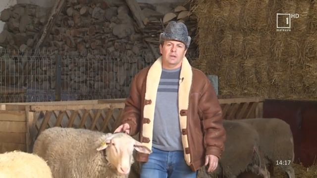 Crescătorie de ovine - rasa olandeză "Friza" смотреть онлайн