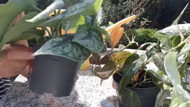 Fertilizing My 6 Hanging Plants /#rozy_plantzie #fertilizing #indoorplants #spring смотреть онлайн