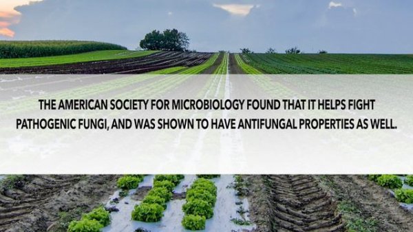 Is Agave Nectar Healthy And the 3 Best Sugar Substitutes in 2019