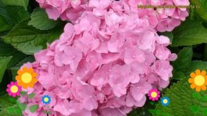 Гортензия крупнолистная Форевер Евер Пинк. Краткий обзор, описание характеристик, где купить саженц