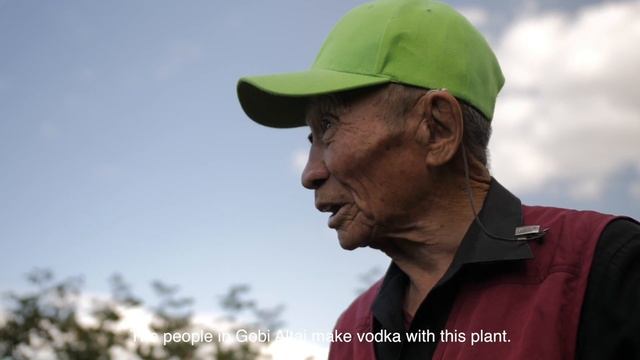 Nalaikh District Agriculture (growing Vegetables) Mongolia.