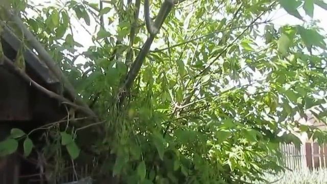 Как избавиться от клёна. ч. 1.