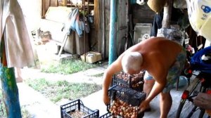 Как сушить Лук,  перед хранением зимой