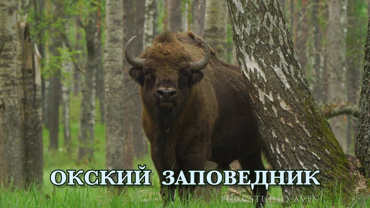 Окский заповедник. Природа России. смотреть онлайн