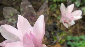 Магнолия ‘ George Henry Kern ‘  / Первое Цветение