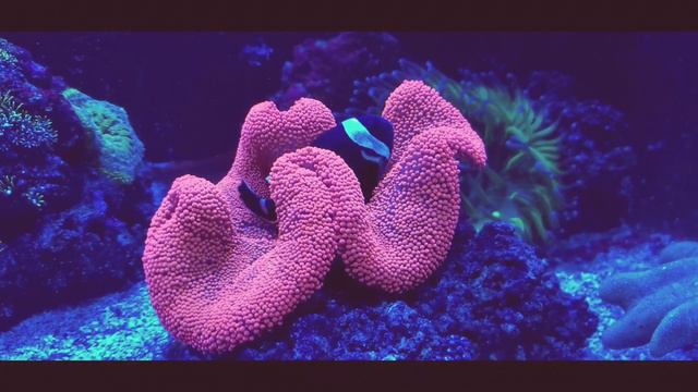 Aggressive clown hosting anemone смотреть онлайн