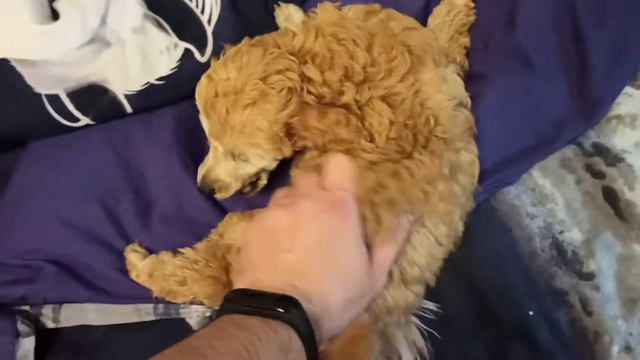 Щенок 2 смотреть онлайн