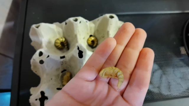 ОКУКЛИВАНИЕ ЛИЧИНКИ ЗООФОБУСА🐛 смотреть онлайн