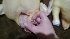 Железы и лимфоузлы у птицы... Удалять или нет???