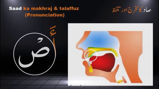Tajweed Quran | Quran Tajweed | Arabic Alphabet With Pronunciation | Tajweed Makhraj 3D | Arabic