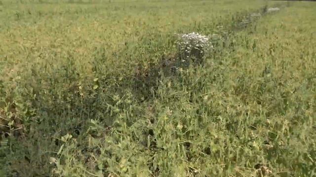 Горох, сорт Рокет. Обзор норм высева 06.07.18. смотреть онлайн